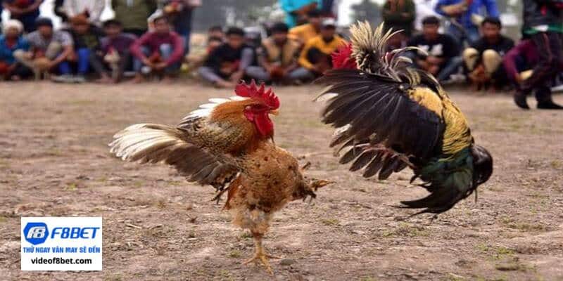 Đá gà trực tiếp Peru hấp dẫn từng phút
